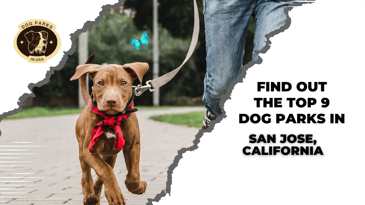 Find Out The Top 9 Dog Parks In San Jose, California