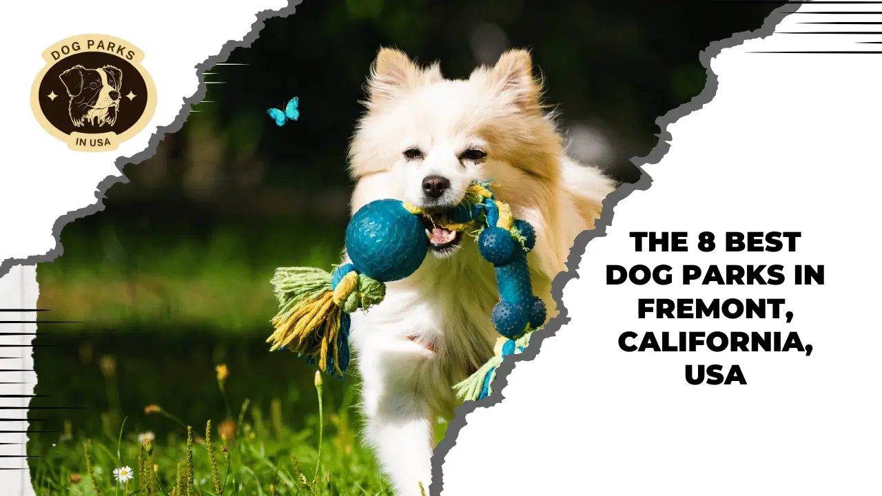 Best Dog Parks In Fremont