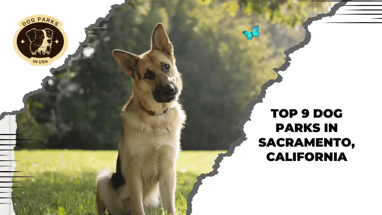 Top 9 Dog Parks In Sacramento, California