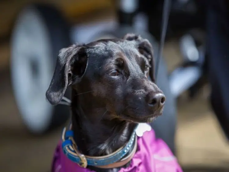 A History Of The English Greyhound Dog: A Wonderful Dog Breed
