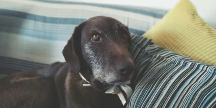 A History Of The English Greyhound Dog: A Wonderful Dog Breed