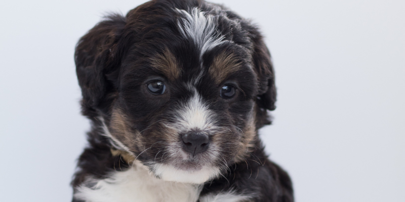 Top 5 And Best Doodle Dogs Mixes