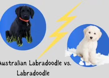 Australian Labradoodle Vs. Labradoodle