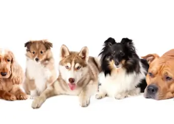 Dog Breeding Pros and Cons