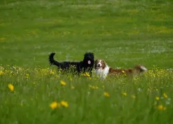 Labradoodle Colors – Variety From Rare to Standard