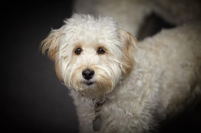 Australian Labradoodle Vs. Labradoodle
