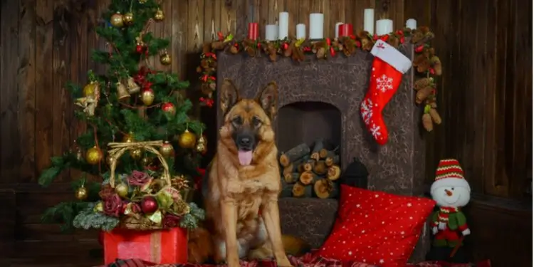 German Shepherd Gift Ideas For Dog Lovers