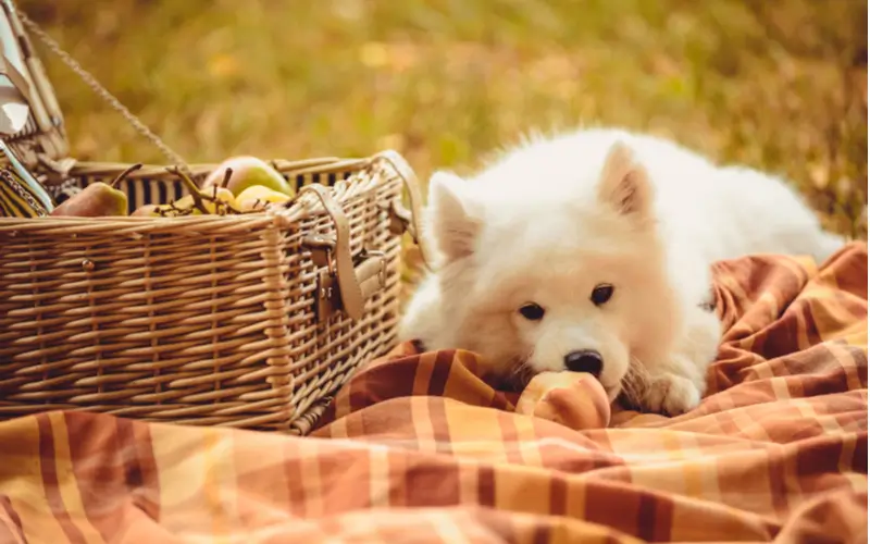 Are Peaches Safe For Dogs
