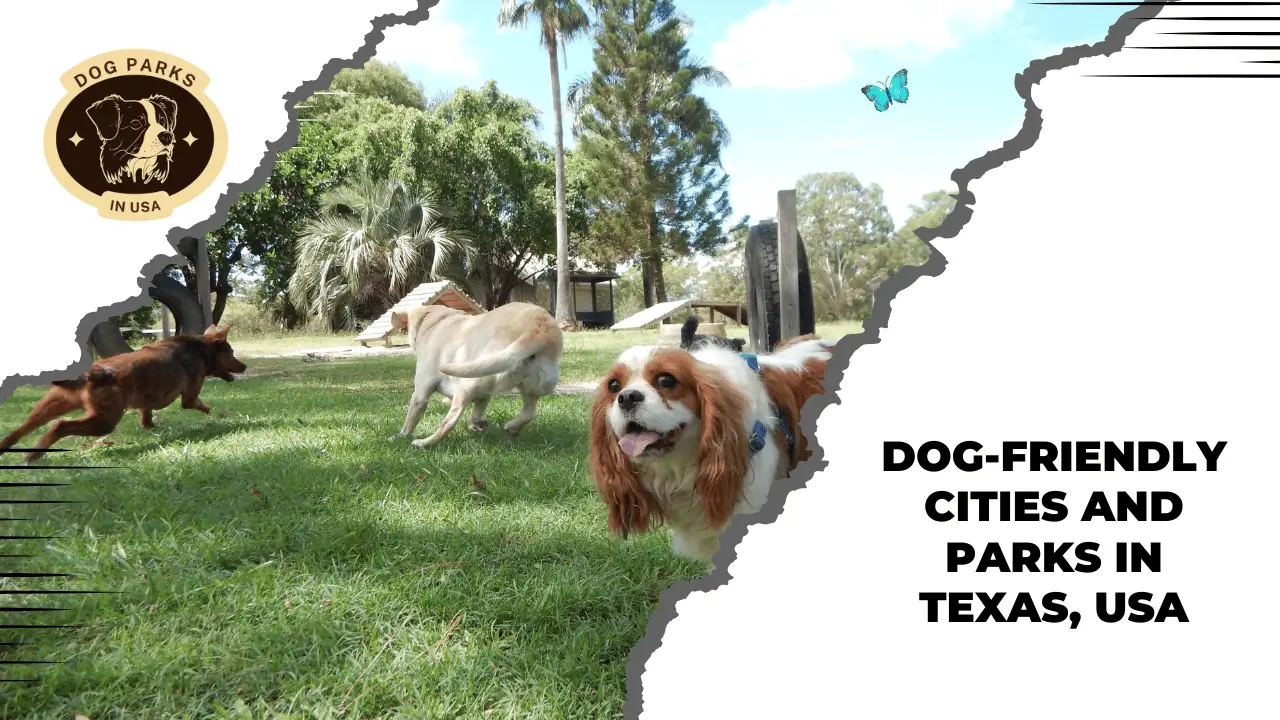 Dog-Friendly Cities And Parks In Texas, USA