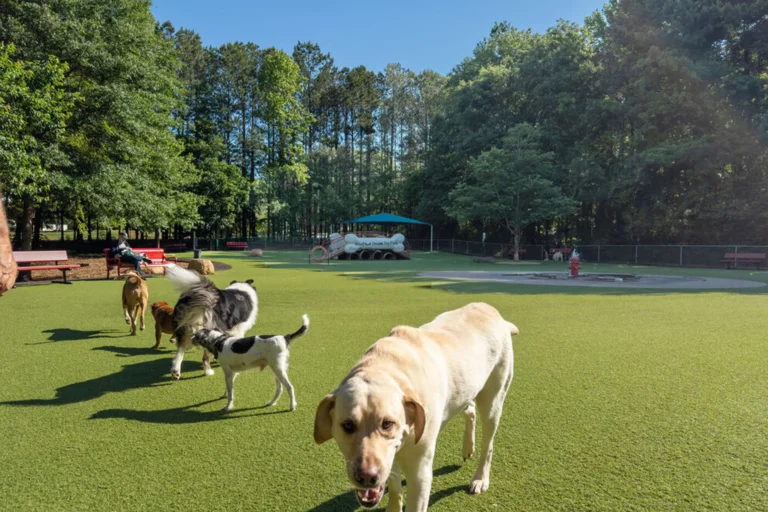 Visit The Best Dog Parks  In USA