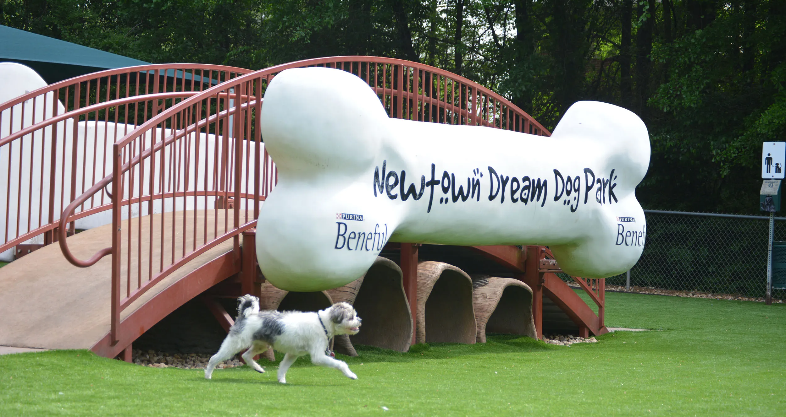 Dog playing in off-leash area at Dog Parks in USA