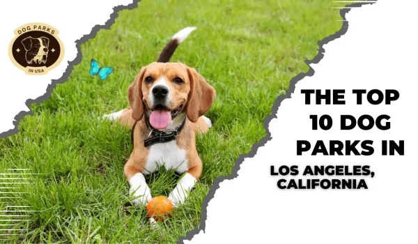 Top 10 Dog Parks In Los Angeles, California