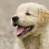 adorable-fluffy-golden-retriever