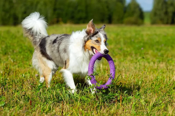 border-collie-dog-walking-LKYUJNS