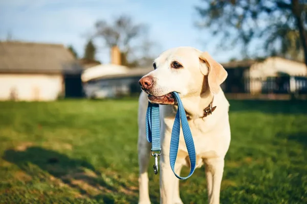 dog-holding-leash-in-mouth-QCP6YHR