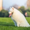 happy-pet-dogs-playing-grass_