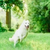 white-swiss-shepherd-walk